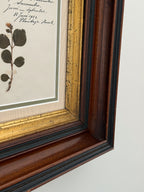 Antique Dutch Herbarium Specimen, Set of 2, Symphoricarpos + Cineraria